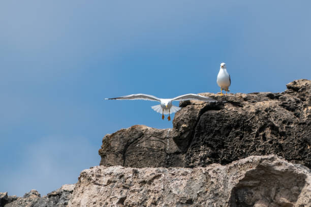 istock Two seagulls sitting on a rock in the wild. 2158665388