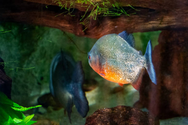 istock Cichlid Cichlid Fish in an Aquarium 2158665443
