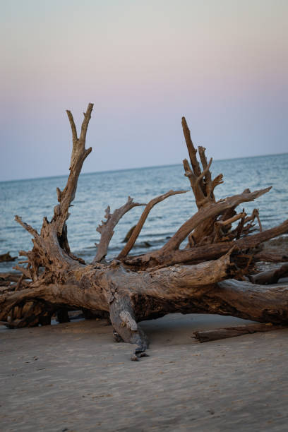 istock Driftwood in big Talbot island 2158666904