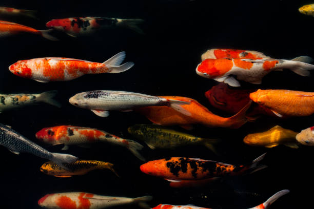 istock Colorful fancy carps swimming in a pond. 2158667376