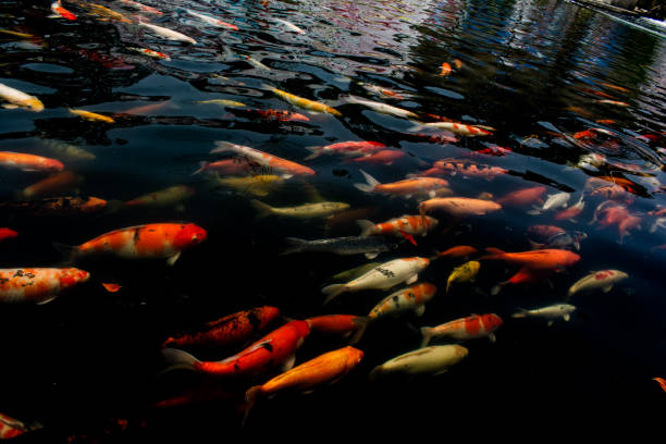 istock Colorful fancy carps swimming in a pond. 2158667432
