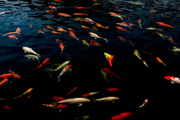 istock Colorful fancy carps swimming in a pond. 2158667449
