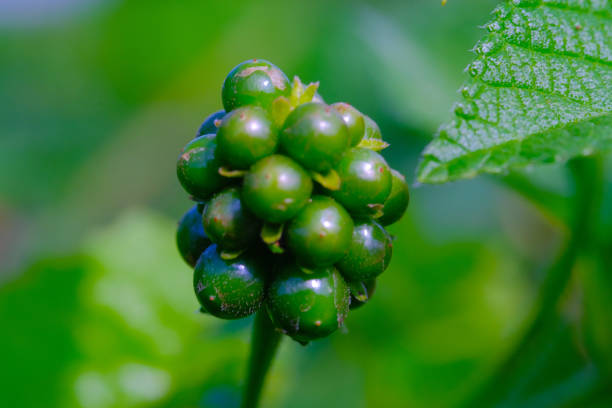 Photography of round green Lantana camara flower seeds. Macro shot of beautiful flowers in the garden. Graphic Resources. Macro Photography. Flower Close-up. Nature photography concept