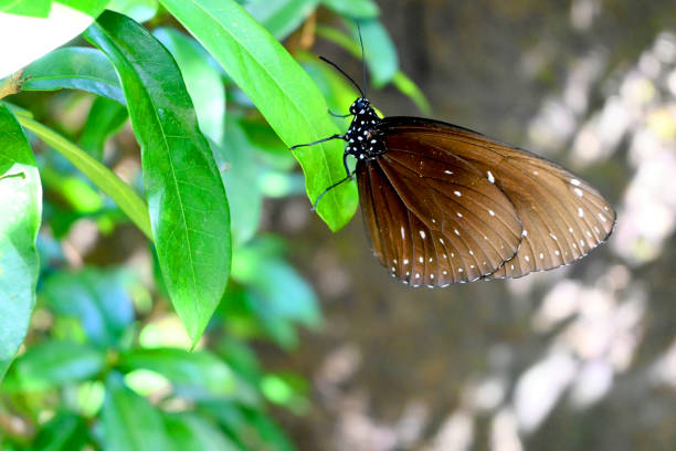 Butterfly in colorful color in close up