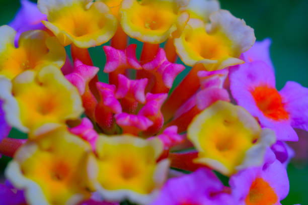 Close up shot of Lantana camara flower in full bloom. Macro shot of beautiful flowers in the garden. Graphic Resources. Macro Photography. Flower Close-up. Nature photography concept