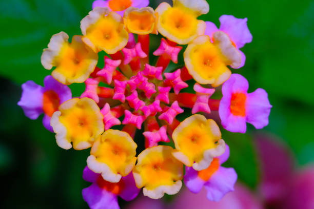 Close up shot of Lantana camara flower in full bloom. Macro shot of beautiful flowers in the garden. Graphic Resources. Macro Photography. Flower Close-up. Nature photography concept