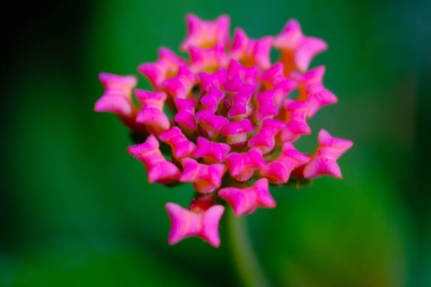 Photography of Lantana camara flower partially blooming. Macro shot of beautiful flowers in the garden. Graphic Resources. Macro Photography. Flower Close-up. Nature photography concept
