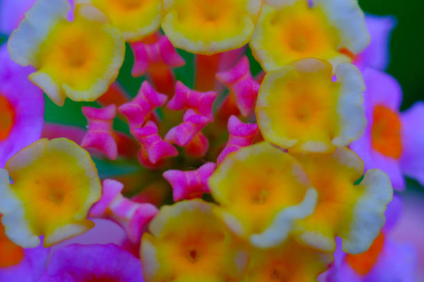 Close up shot of Lantana camara flower in full bloom. Macro shot of beautiful flowers in the garden. Graphic Resources. Macro Photography. Flower Close-up. Nature photography concept