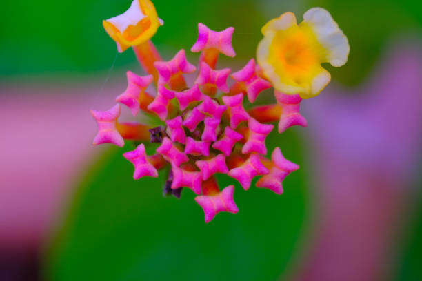 Photography of Lantana camara flower partially blooming. Macro shot of beautiful flowers in the garden. Graphic Resources. Macro Photography. Flower Close-up. Nature photography concept