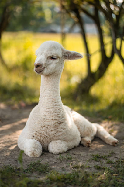 Cute white baby alpaca lying on ground near tree to rest Cute white baby alpaca lying on ground near tree to rest, summer livestock farm brown llama on the field stock pictures, royalty-free photos & images