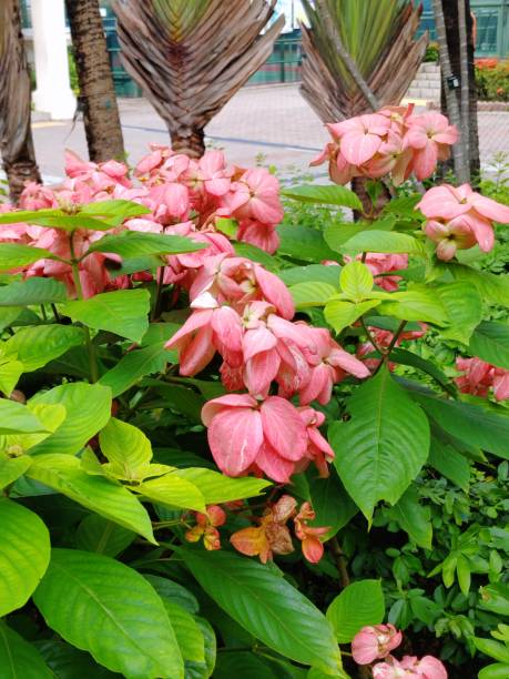 Pink Mussaenda Pink Mussaenda mussaenda stock pictures, royalty-free photos & images