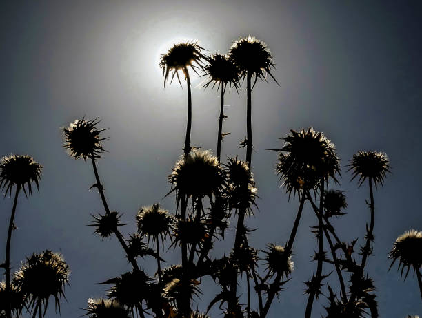 A group of flowers with a dark sky background. The flowers are tall and have a lot of thorns