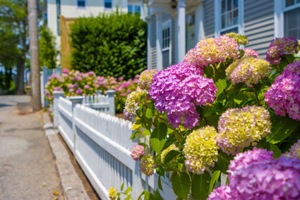 hoa cẩm tú cầu hồng mọc trên hàng rào trắng - cape cod bức ảnh hình ảnh sẵn có, bức ảnh & hình ảnh trả phí bản quyền một lần