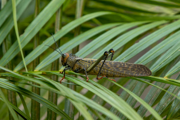istock South American giant grasshopper (Tropidacris) 2158675288