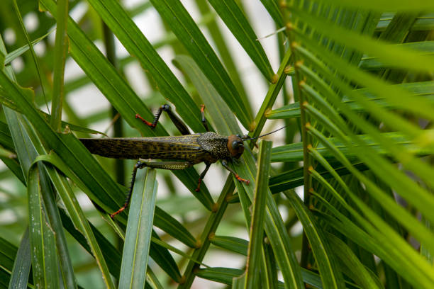 South American giant grasshopper (Tropidacris)