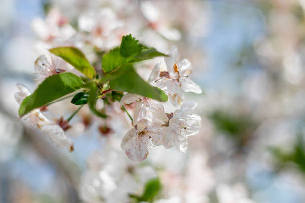 Branches of a cherry tree on a sunny day against a blue sky background. Blooming white cherry in spring. Selective cherry blossom focus.