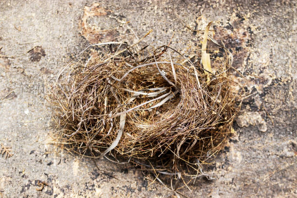 Empty bird nest stock photo