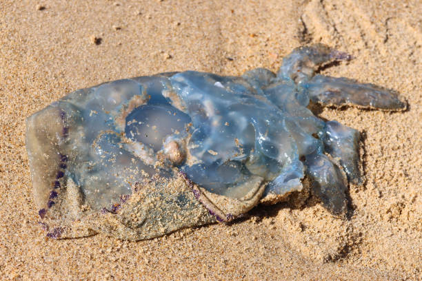 istock Jellyfish on the beach sand 2158677000