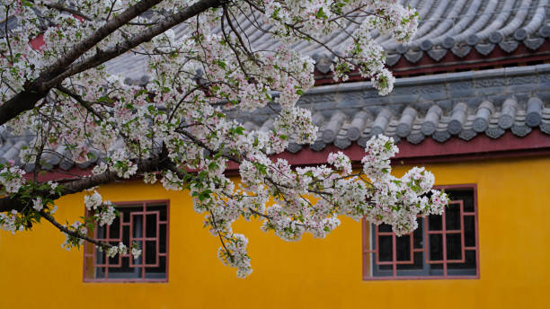 This photo was taken at Longhua Temple in Wuhan, Hubei Province, China. Longhua Temple is a small public religious facility with more than 500 years history.