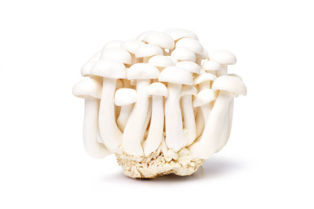 istock White Shimeji mushroom or Beech mushrooms 2158678070