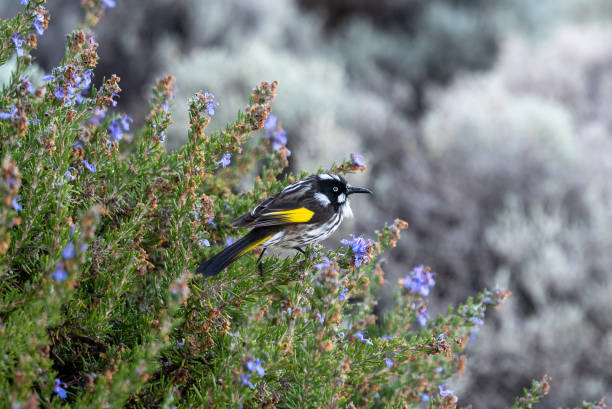 istock New Holland Honeyeater 2158678364