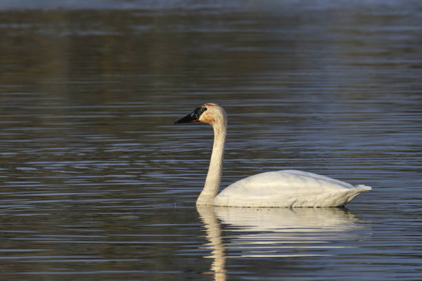 istock Trumpeter Swan (cygnus buccinator) with a rusty neck and head 2158678571