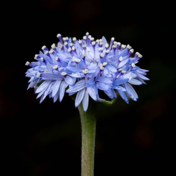 istock An Australian native wildflower - Brunonia australis 2158679171