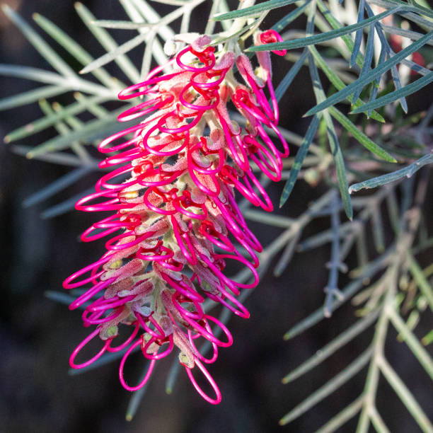 A bright pink Australian native flower on a dark contrasting background. This is the native grevillea called 'Lollypops'.