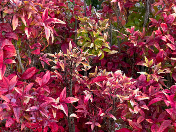 istock Nandina Shrub in Autumn 2158679839