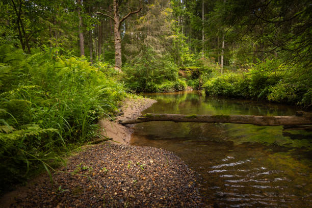 A small river stream flowing throuh the forest with lush green grass on the banks. Natural scenery of summer in Latvia.