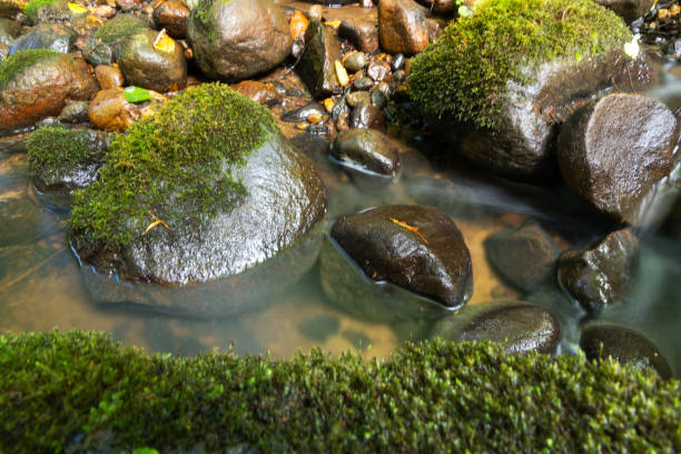 moss valley