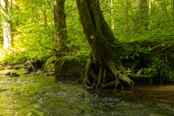 A beautiful small river flowing throuht the summer forest. Natural scenery of woodlands in Latvia, Northern Europe.