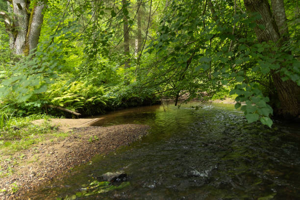 istock A beautiful small river flowing throuht the summer forest. 2158680898
