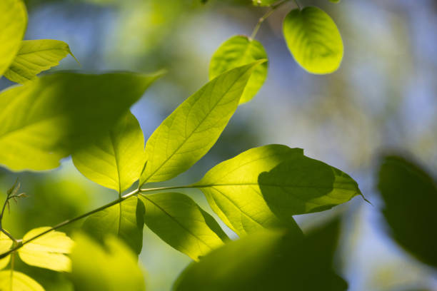 istock Beautiful bright green ash tree leaves in the sunny forest. 2158681141