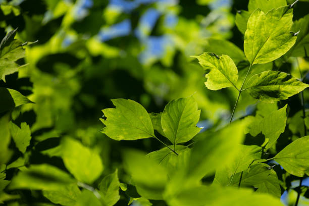 Beautiful bright green ash tree leaves in the sunny forest. Natural summer scenery of woodlands in Latvia.