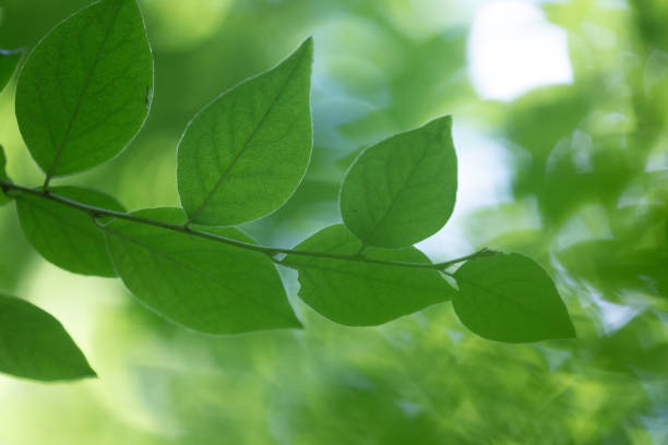 istock Beautiful bright green bird cherry leaves in the sunny forest. 2158681454