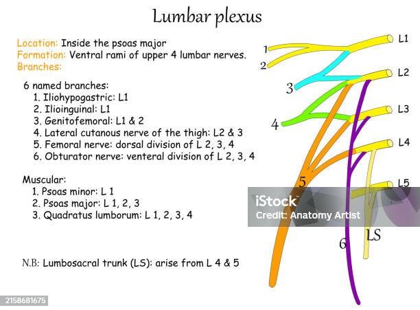 Lp Risks Nerve Lumbar Plexus Stock Illustration - Download Image Now - Femoral Nerve ...