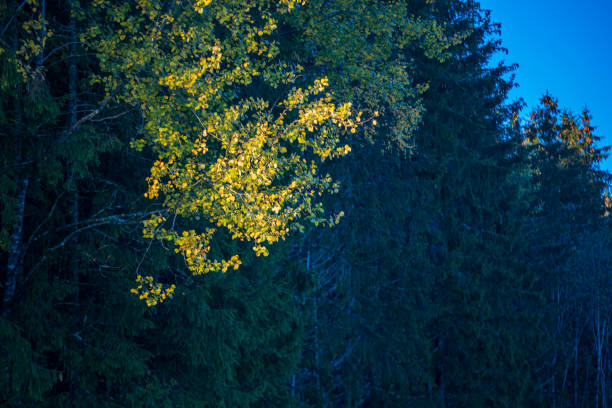 Beautiful summer landscape of a forest. Natural scenery of woodlands in Latvia, Northern Europe.