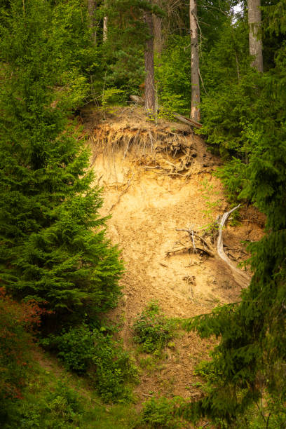 Beautiful summer landscape of a forest. Natural scenery of woodlands in Latvia, Northern Europe.