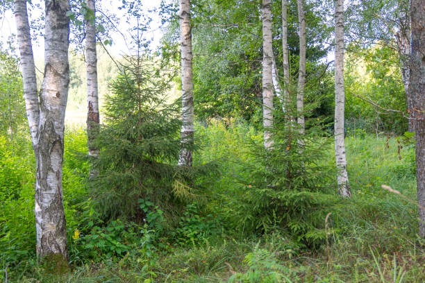 istock Beautiful summer landscape of a forest. 2158681768