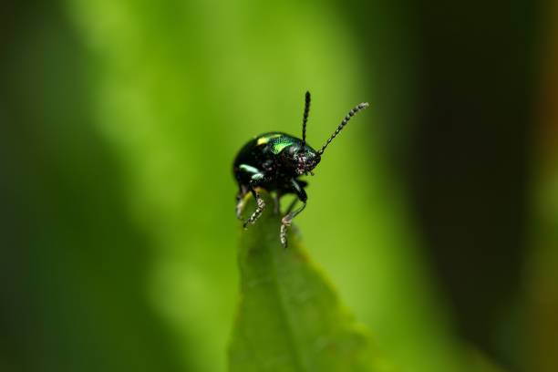 A Close-up macro shot of a Alder Leaf Beetle on a leaf with a blurred green background