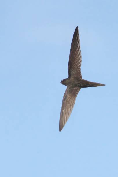 istock Swift bird in flight against a clear blue sky, showcasing its streamlined wings and agile form 2158681836
