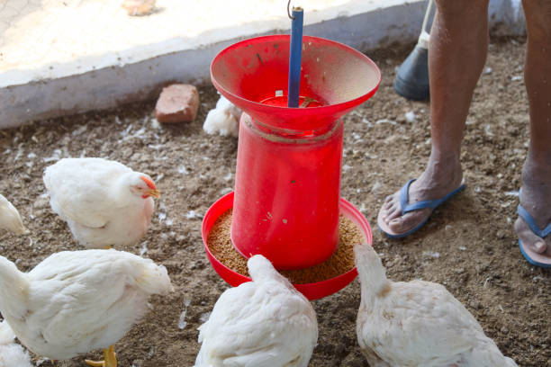 istock Feeding Time Chickens Gather Around Red Feeder 2158681871