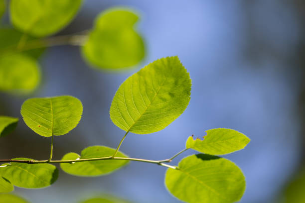 istock Bright green tree leaves in the sunny forest. 2158681918
