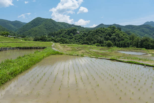 istock Rice terraces in the Chichibu Basin 2158681991