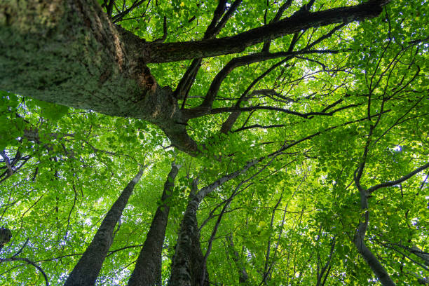 istock Huge linden trees with green leaves from below. 2158682111