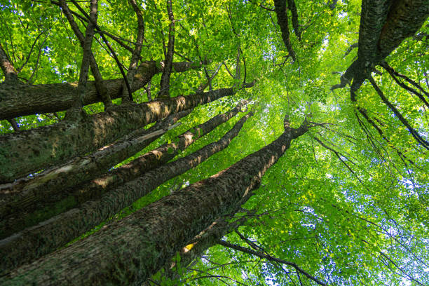 istock Huge linden trees with green leaves from below. 2158682116