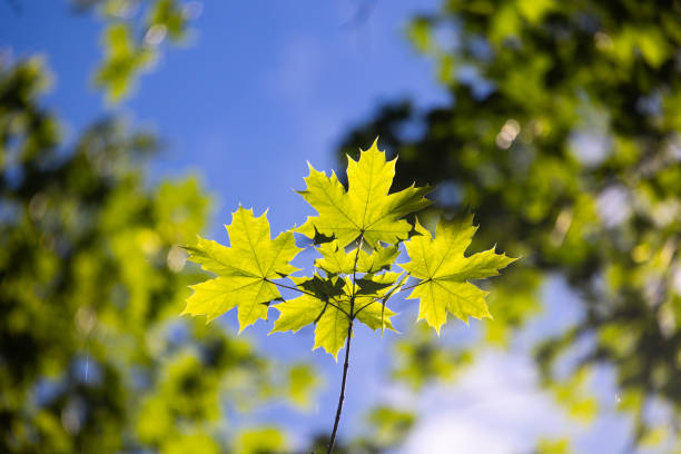 istock Bright green maple tree leaves in the summer forest. 2158682400