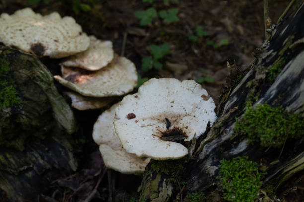 istock White mushroopms growing on the tree stump in summer forest. 2158683187