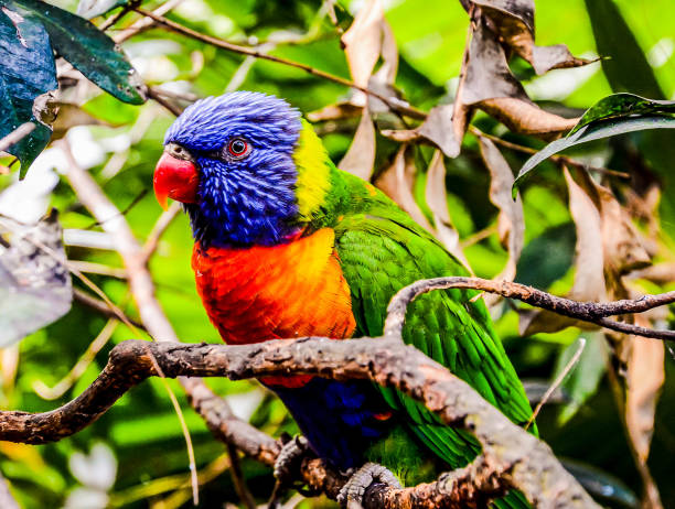 istock A colorful bird is perched on a branch 2158683288
